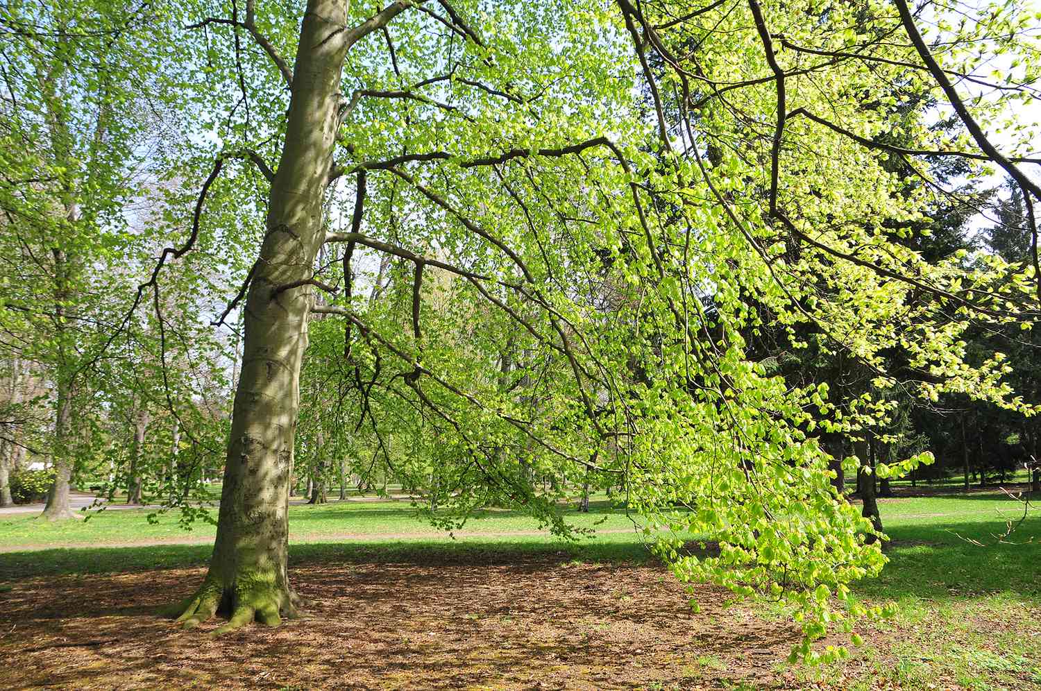The Great Beech of Beeches Way